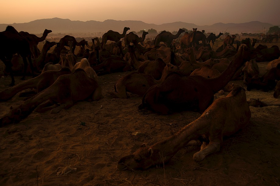 Dormitorium dla wielbłądów (Pushkar Camel Fair)